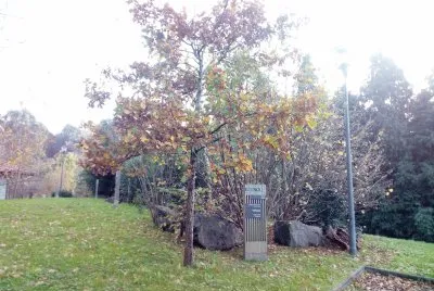 roble