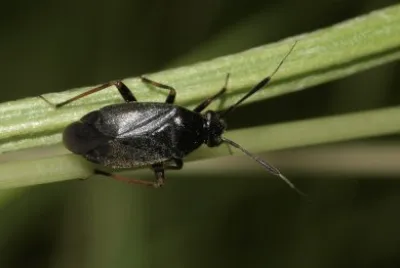 Capsus ater