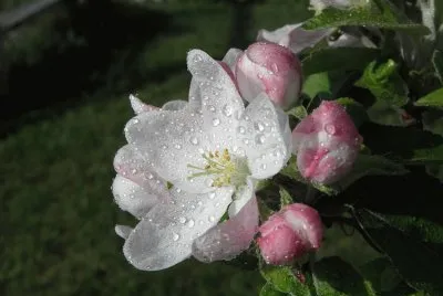 Fleur de pommier