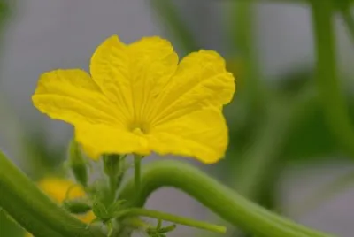 Fleur de concombre