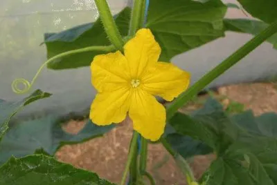 Fleur de concombre