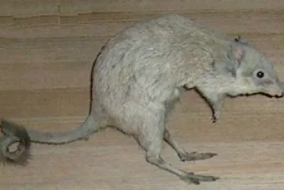 Bettongia penicellata jigsaw puzzle