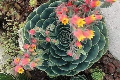 flores