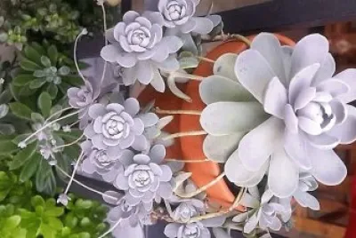 flores