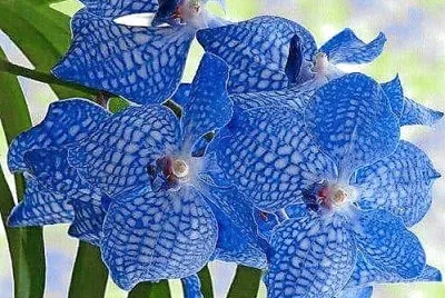 flores