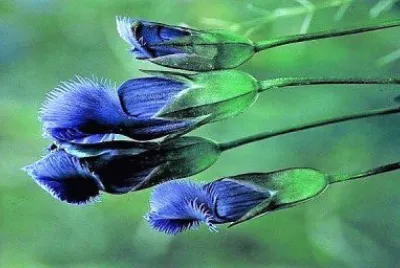 flores
