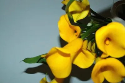 flores