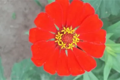 flores