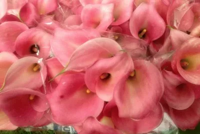 flores