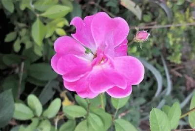 flores