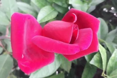 flores