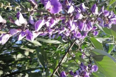 flores jigsaw puzzle