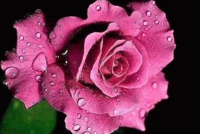 flores