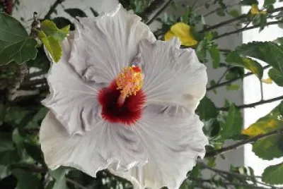 flores