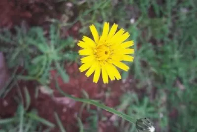 flores