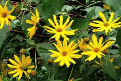 Topinambour jigsaw puzzle