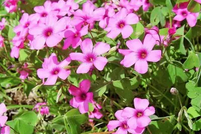 flores