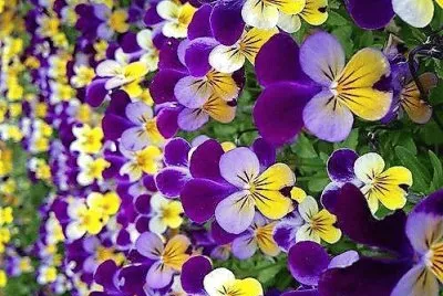 flores