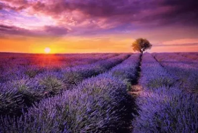 flores