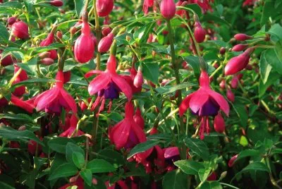 flores