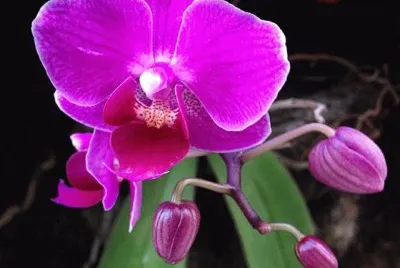 flores