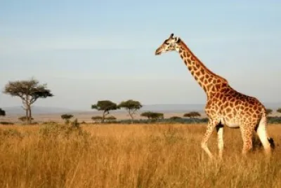 Giraffe