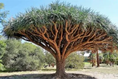natural jigsaw puzzle