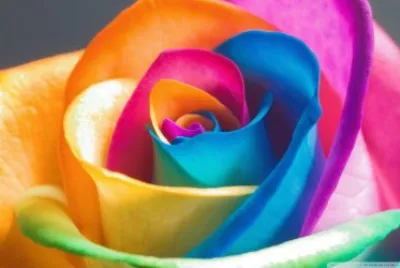 colorful flower