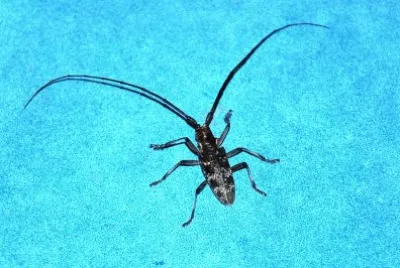 פאזל של Monachamus galloprovincialis