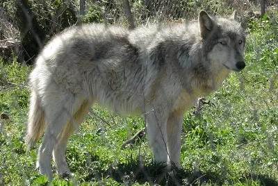 American wolf jigsaw puzzle