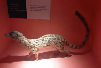 Linsango africano