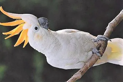 פאזל של natural