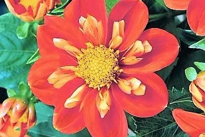 flores