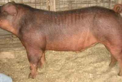 pig