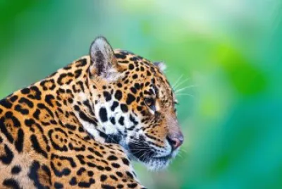 animal