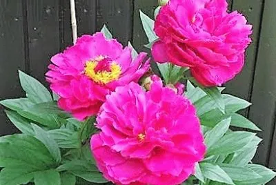 flores