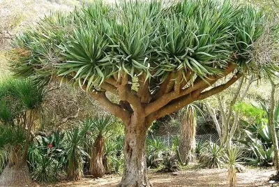 natural jigsaw puzzle