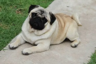 PUG FINO jigsaw puzzle