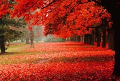 NATURALEZA