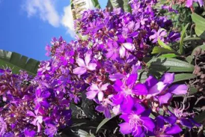 flores jigsaw puzzle