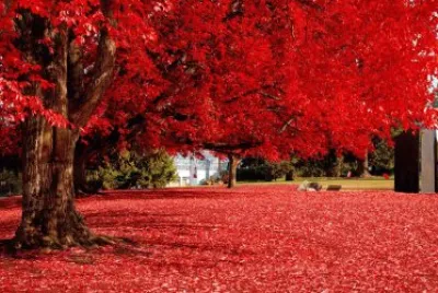 NATURALEZA