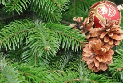 Natal