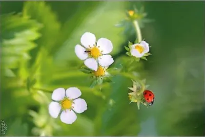 flores