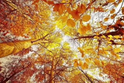 natural jigsaw puzzle