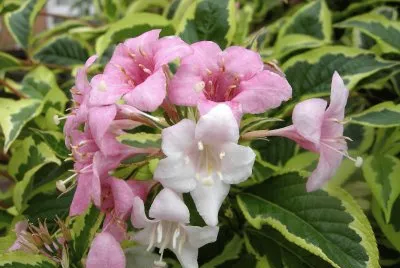 flores jigsaw puzzle