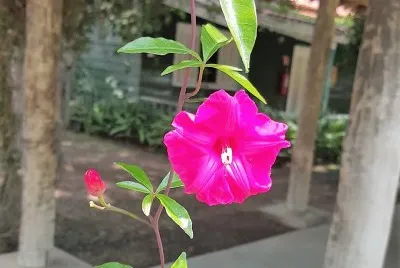 flores