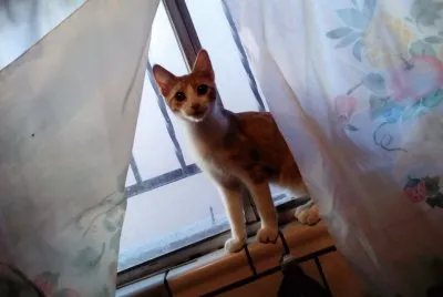 Tobi