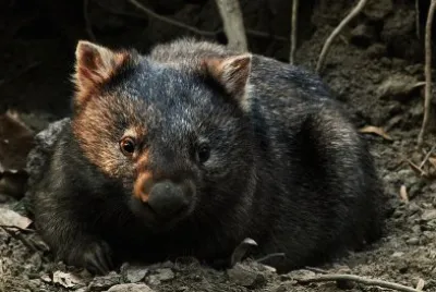 Marsupiale australiano jigsaw puzzle