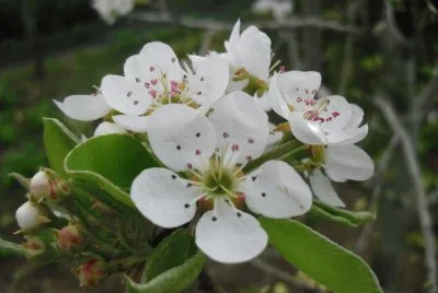 Fleur de nÃ©flier