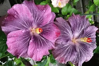 flores